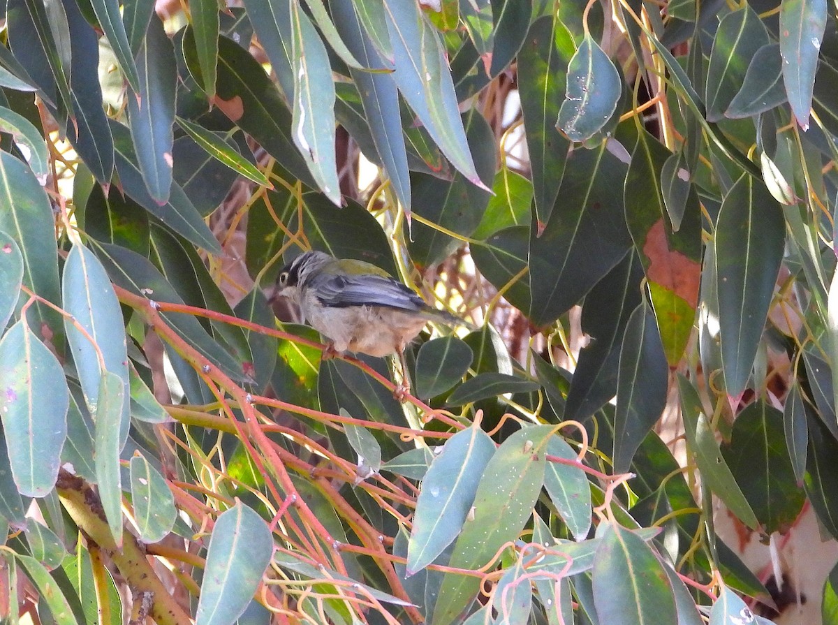 Brown-headed Honeyeater - ML632864503