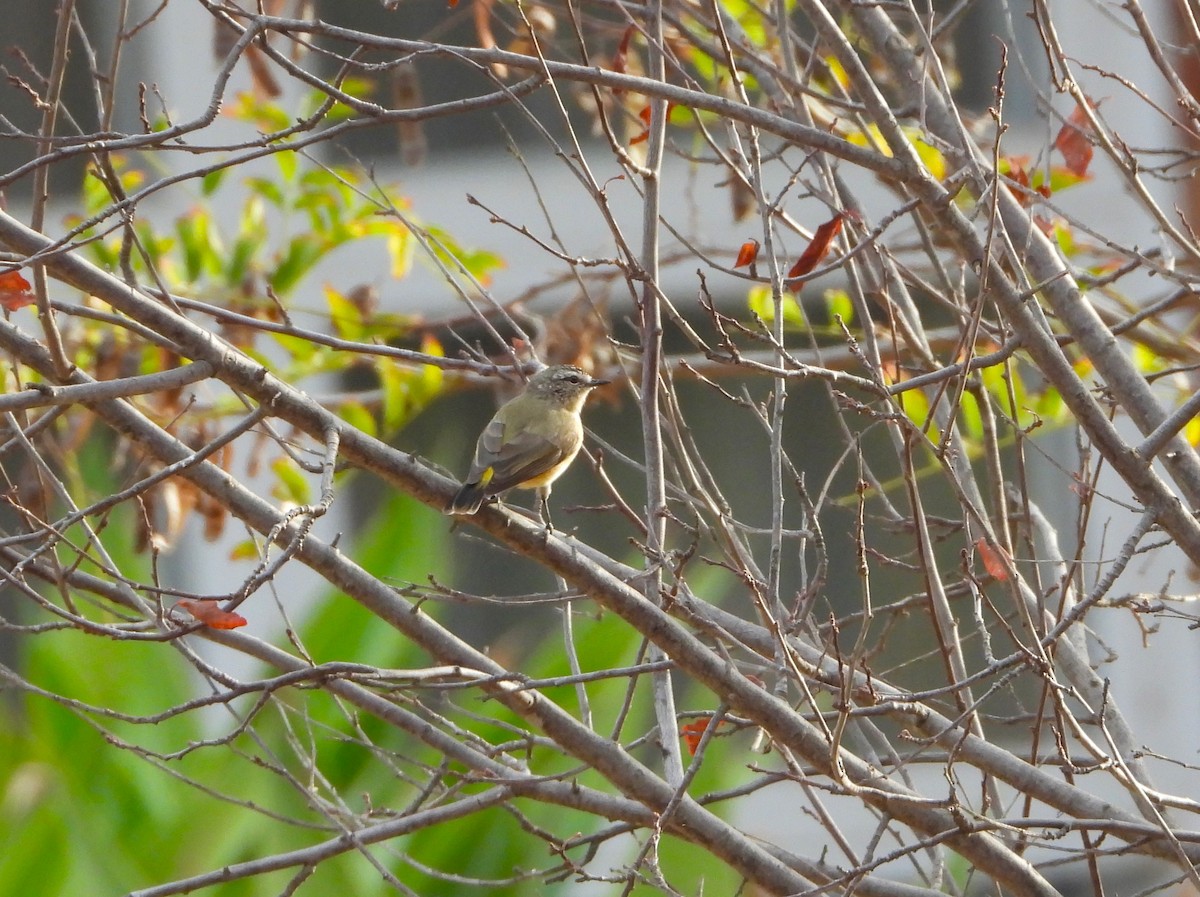 Yellow-rumped Thornbill - ML632864544