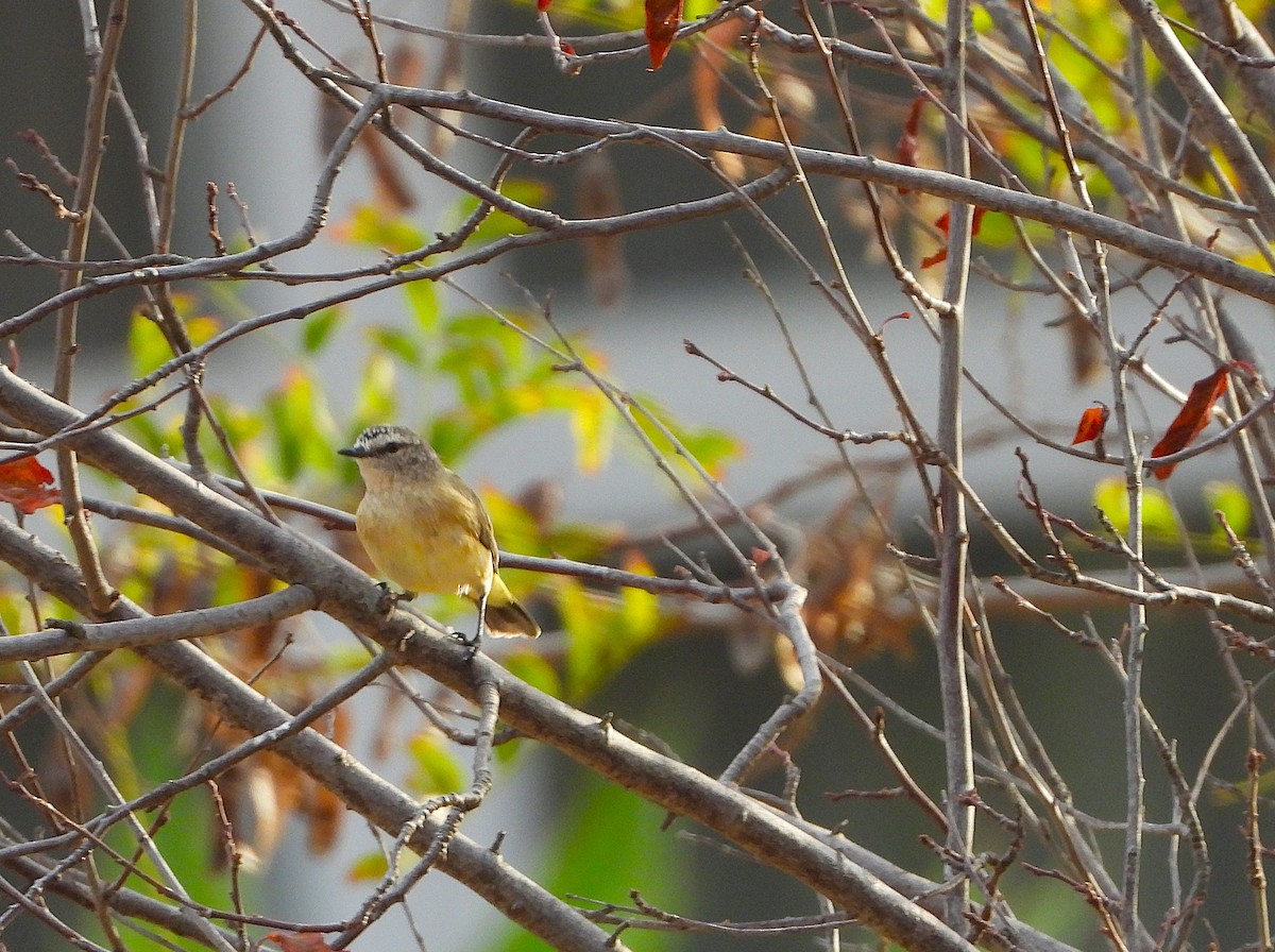 Yellow-rumped Thornbill - ML632864546