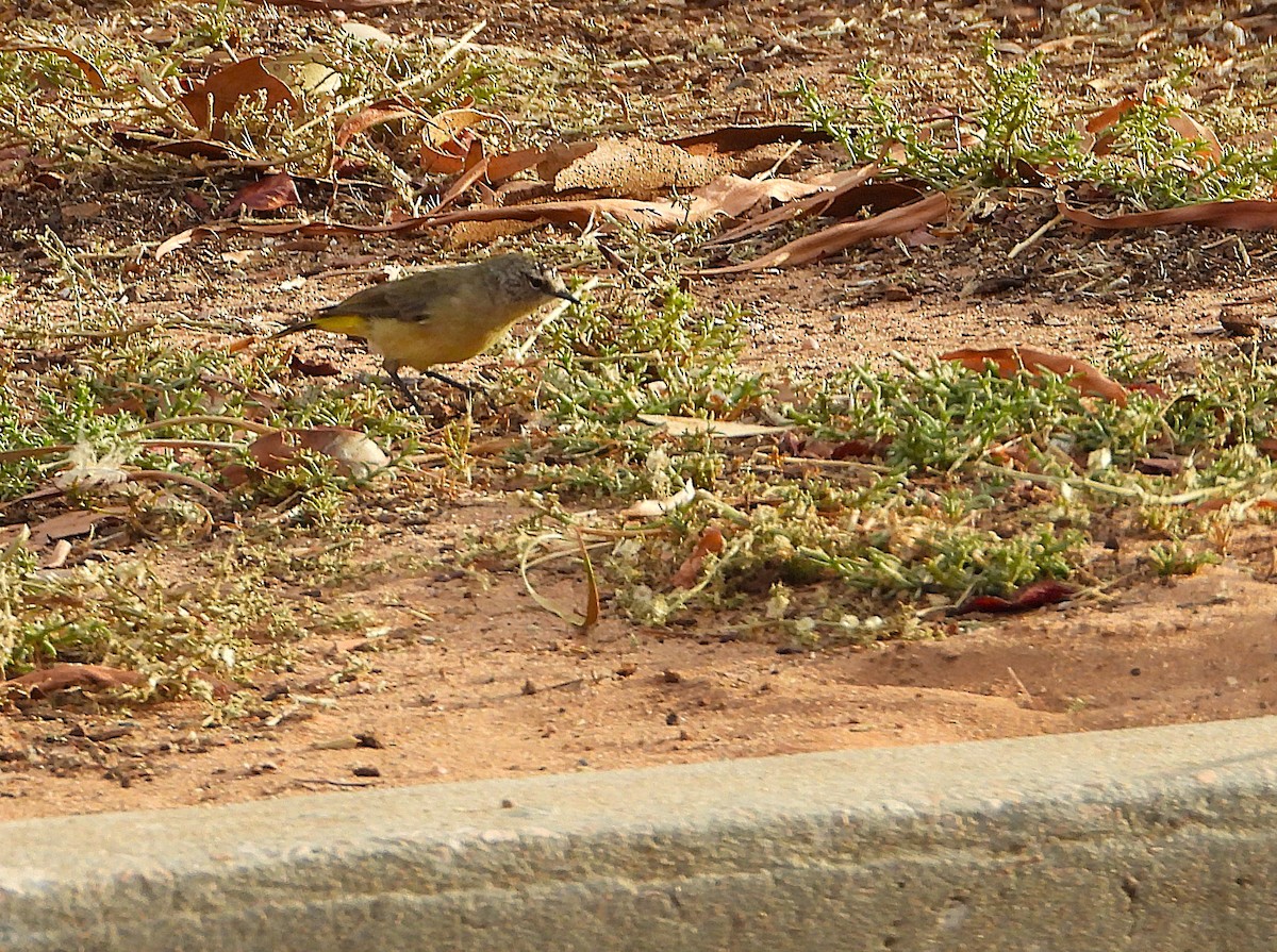 Yellow-rumped Thornbill - ML632864547