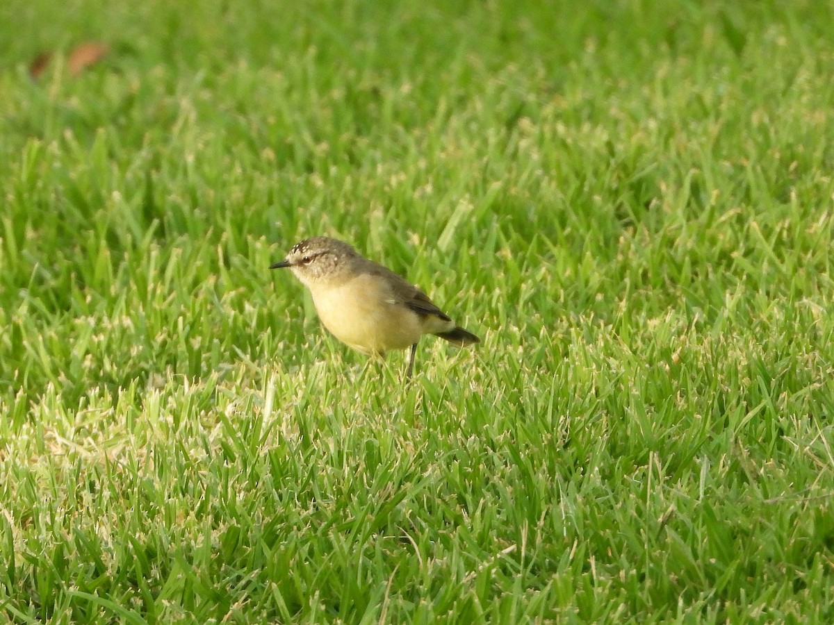Yellow-rumped Thornbill - ML632864548