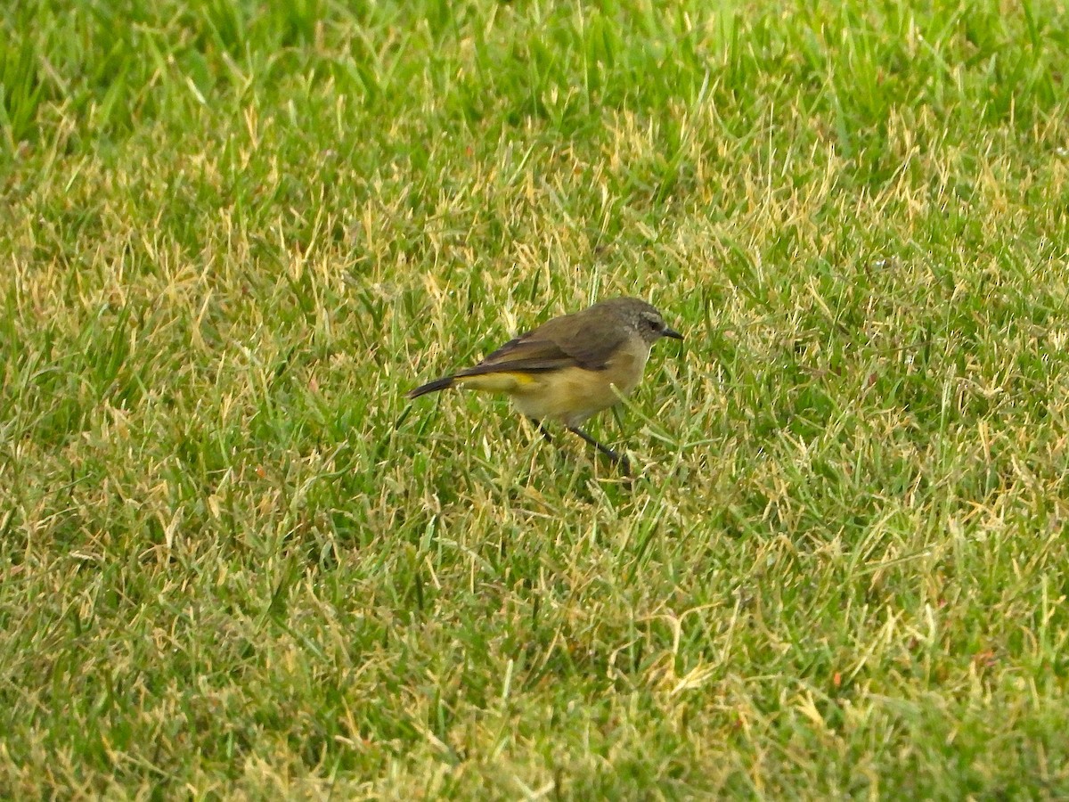 Yellow-rumped Thornbill - ML632864549