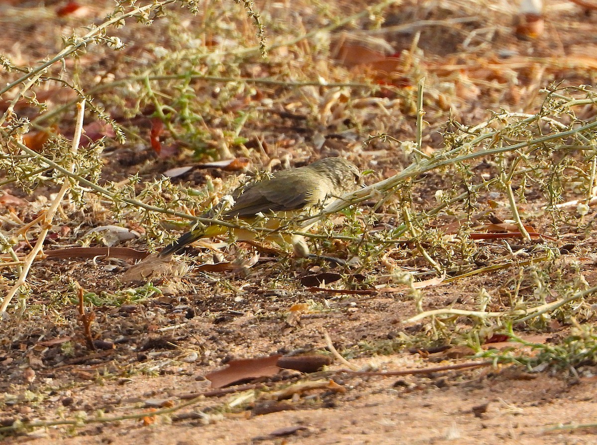 Yellow-rumped Thornbill - ML632864550