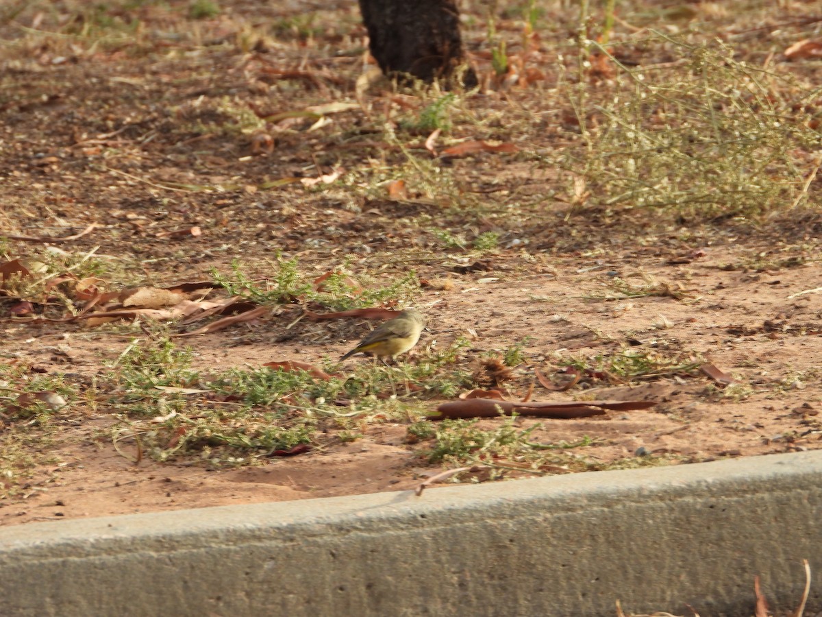 Yellow-rumped Thornbill - ML632864551