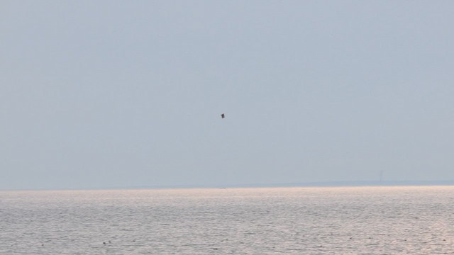 Short-eared Owl - ML632864634