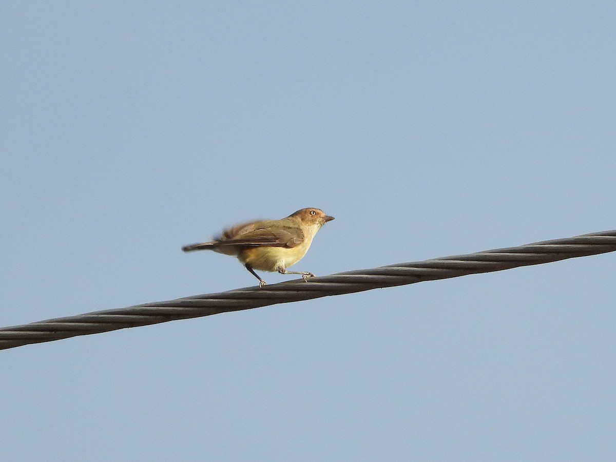 Weebill - ML632864767