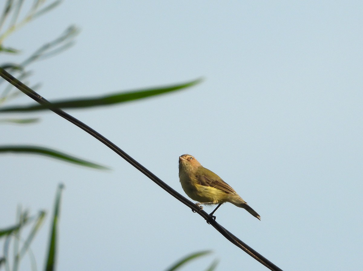 Weebill - ML632864768