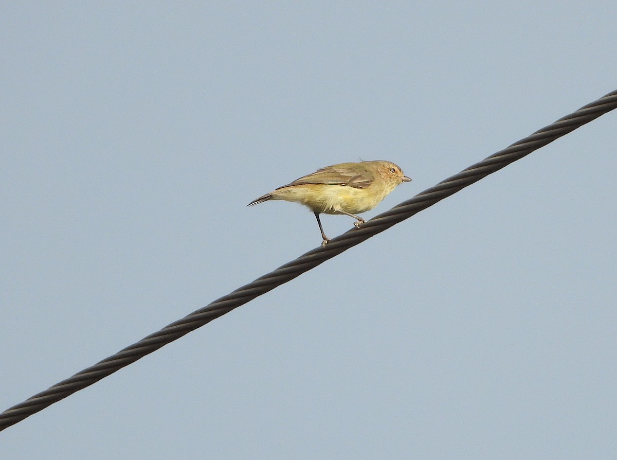 Weebill - ML632864769