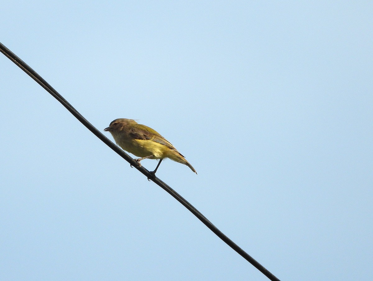 Weebill - ML632864770