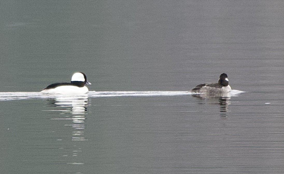 Bufflehead - ML632864852