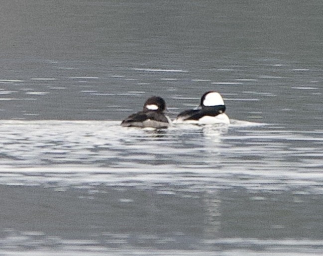 Bufflehead - ML632864853