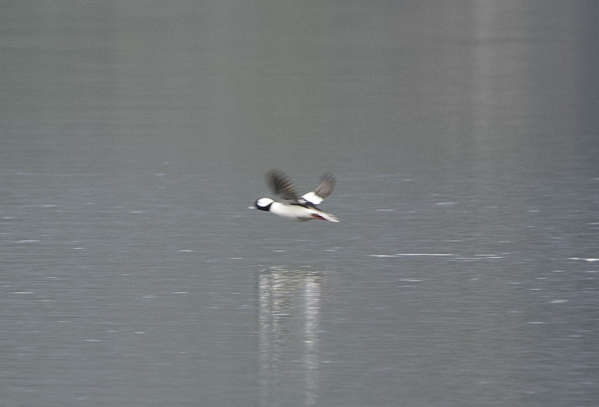 Bufflehead - ML632864854
