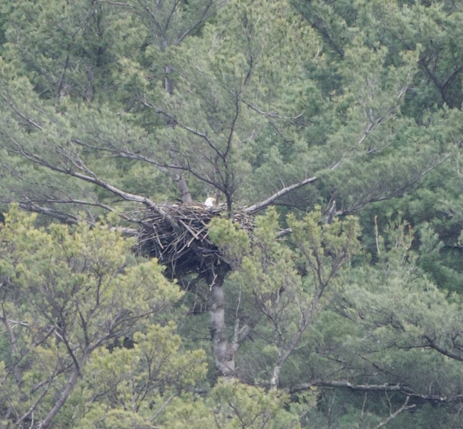 Bald Eagle - ML632864875