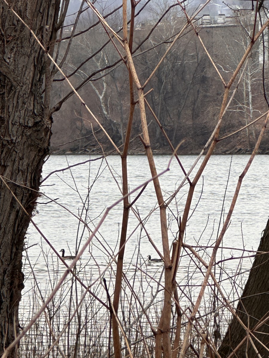 Barnacle Goose - ML632864947