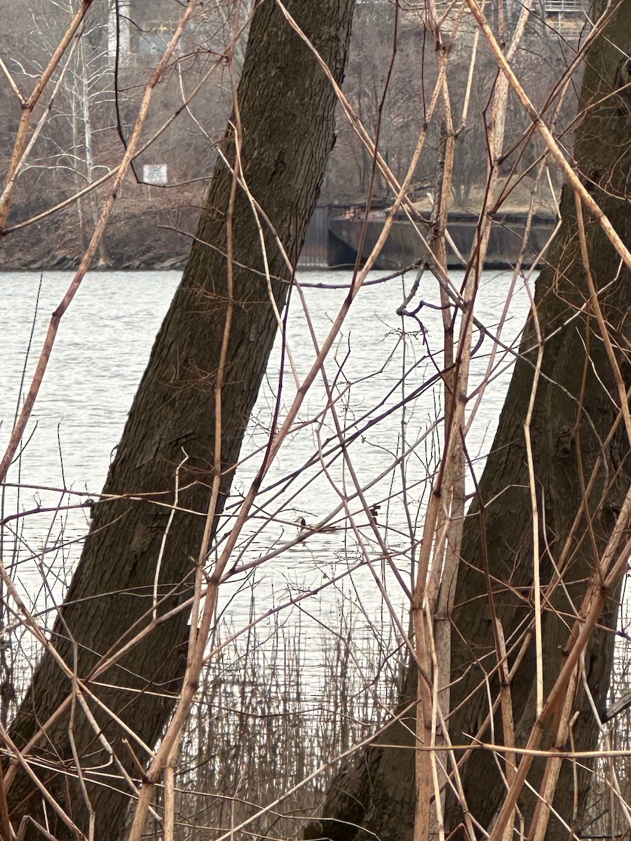 Barnacle Goose - ML632864948