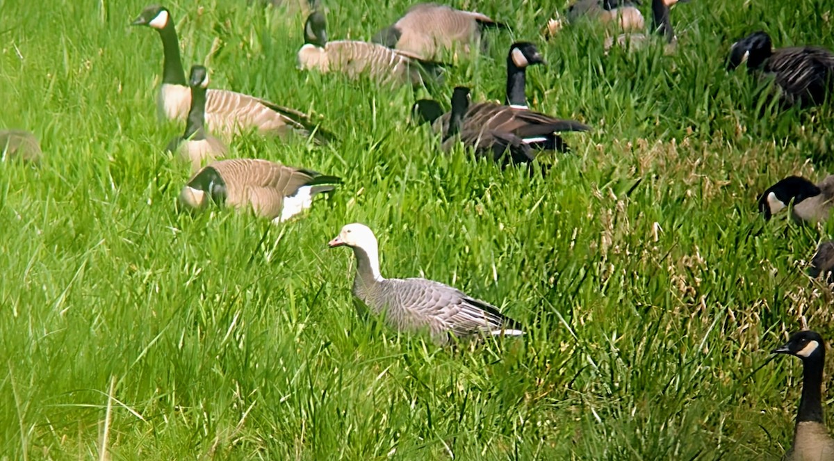 Emperor Goose - ML632864961