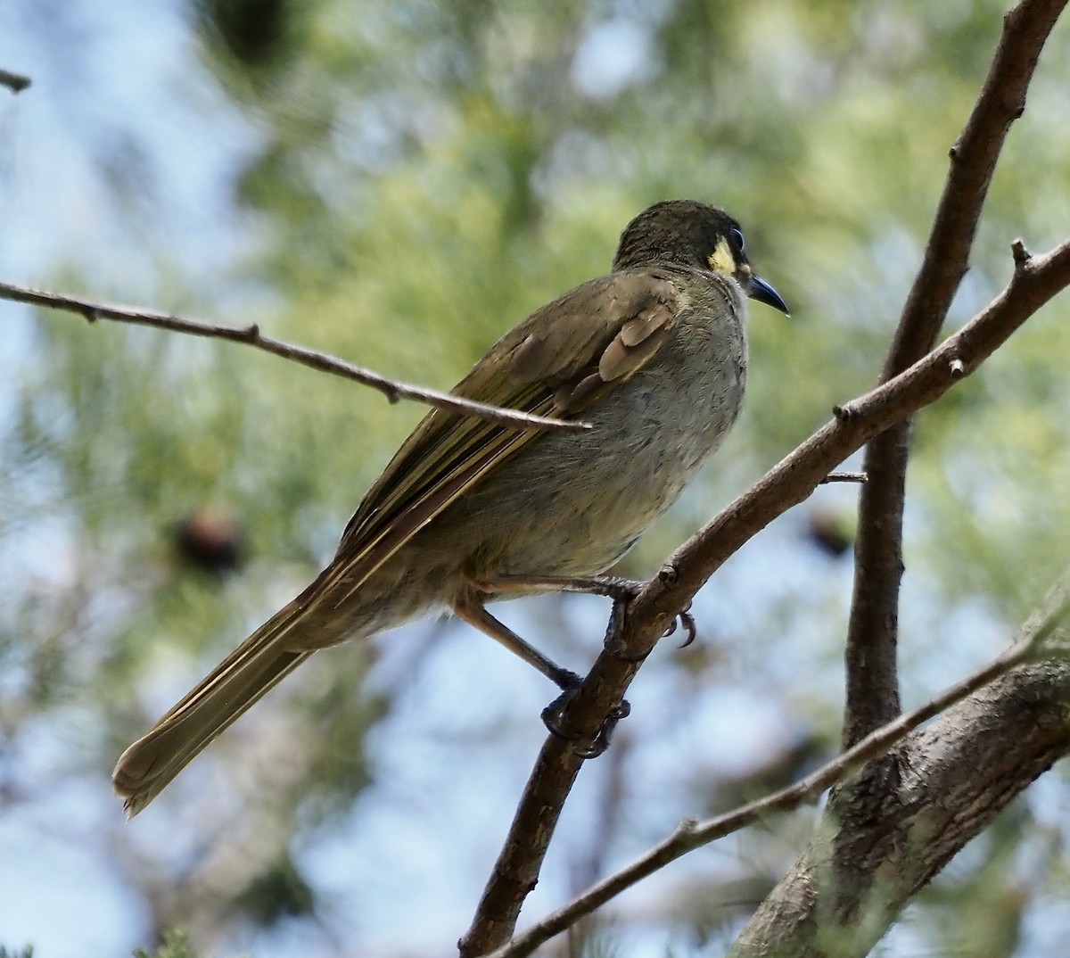 Lewin's Honeyeater - ML632864989