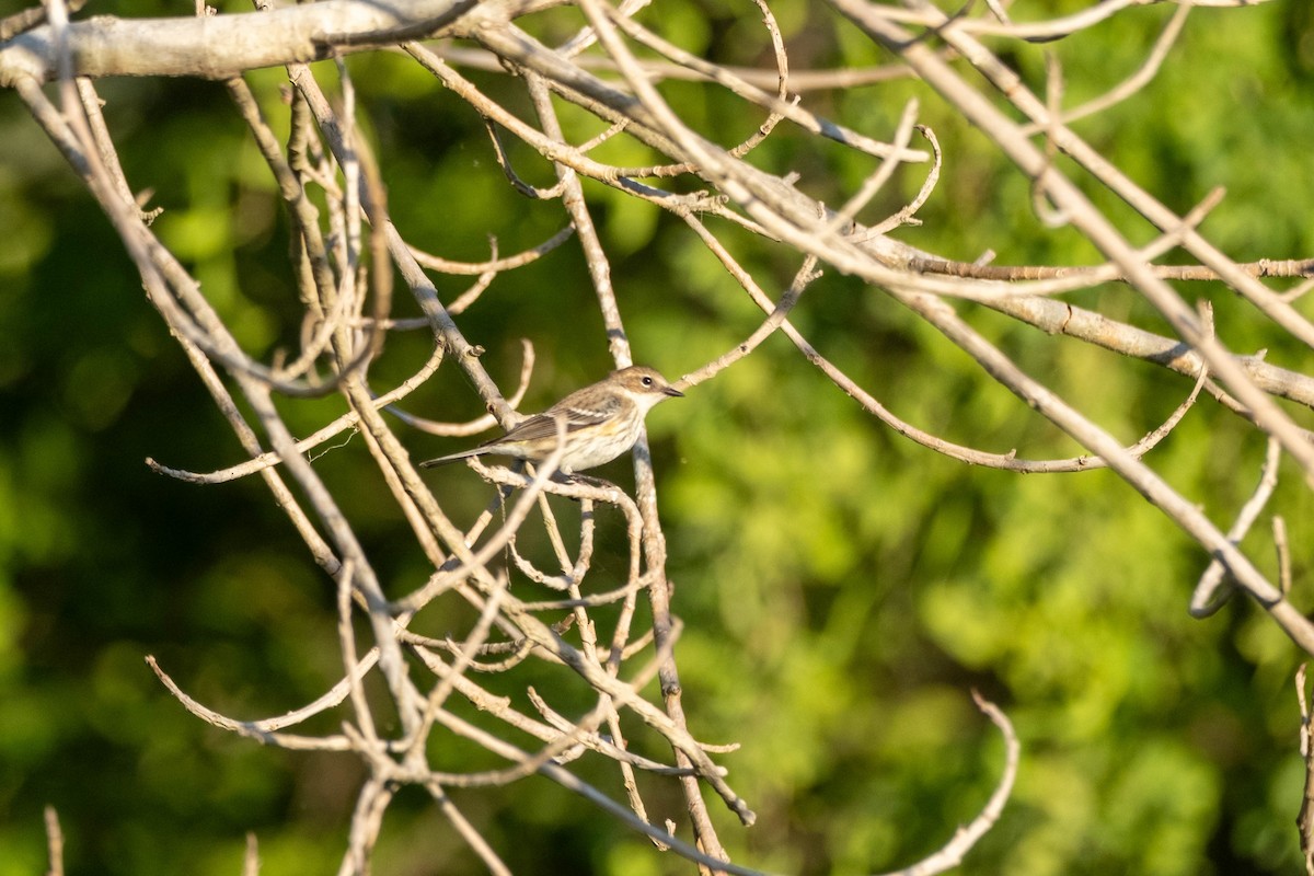Yellow-rumped Warbler - ML632864996