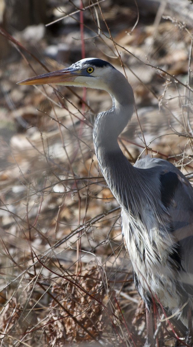 Great Blue Heron - ML632865020