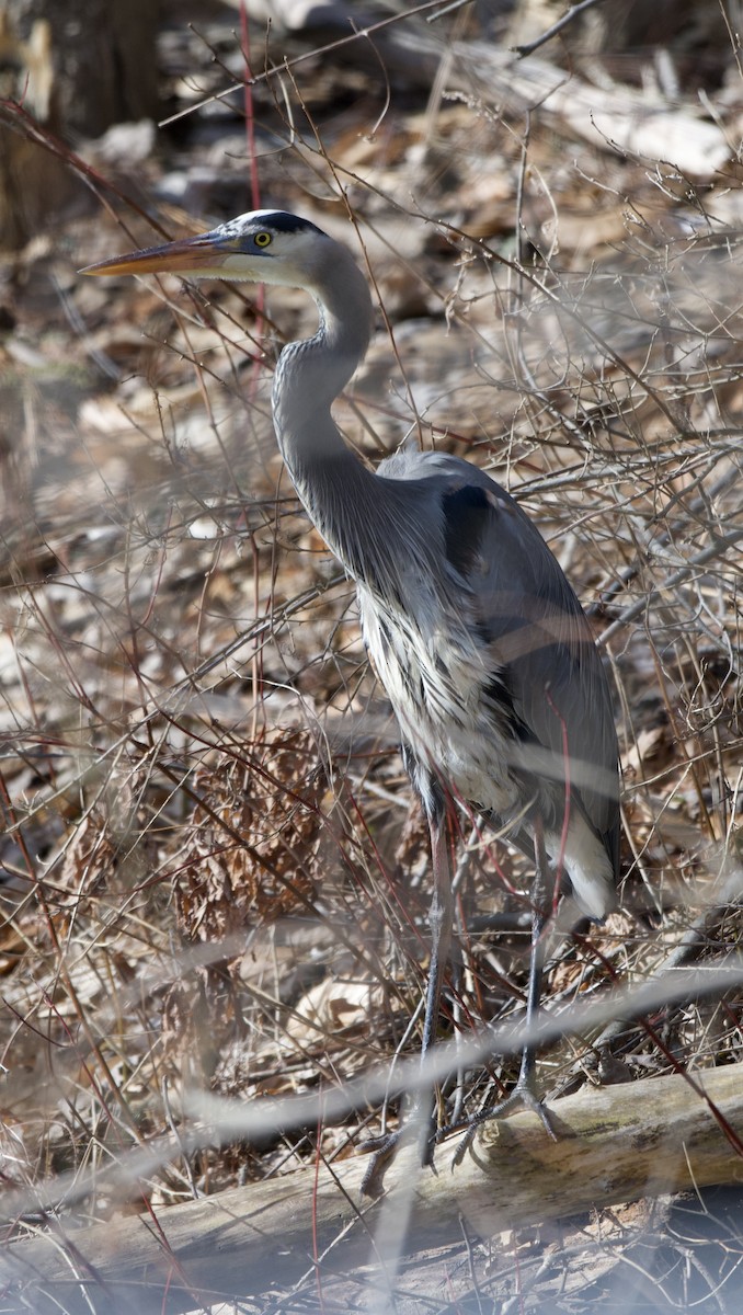 Great Blue Heron - ML632865043
