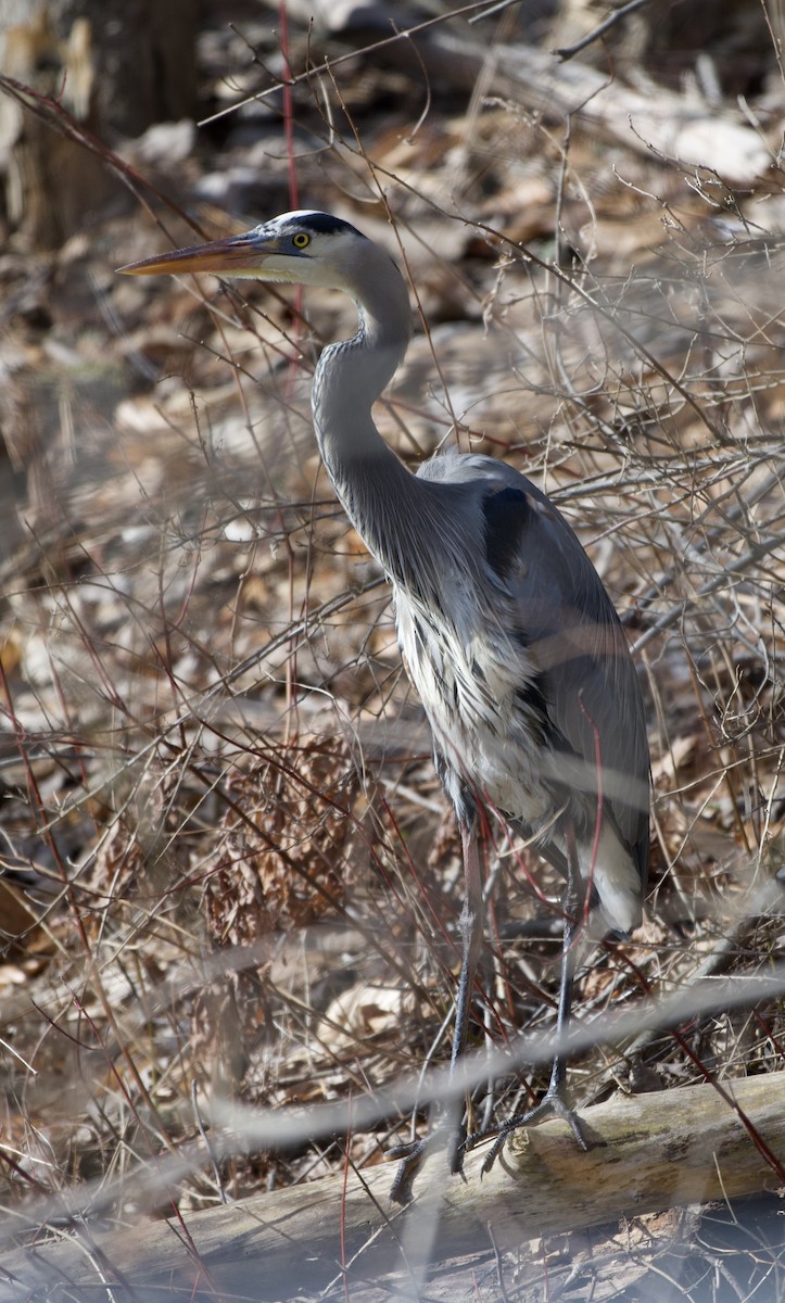 Great Blue Heron - ML632865044