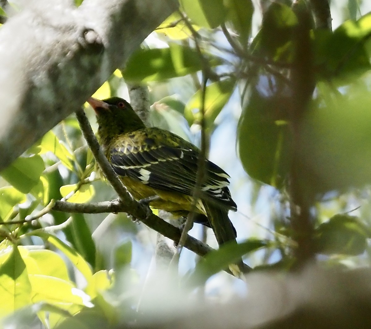 Green Oriole - ML632865063