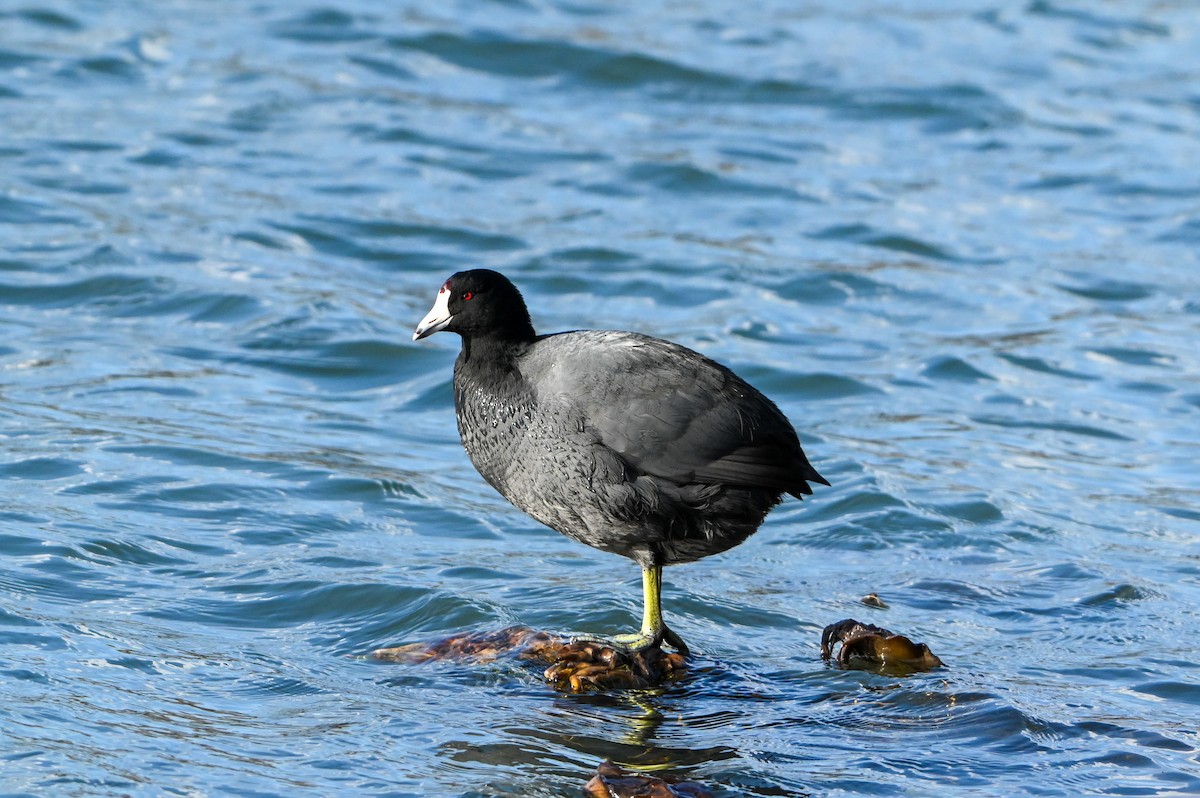 American Coot - ML632865091