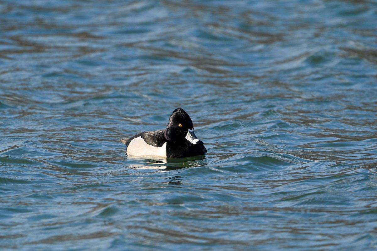Ring-necked Duck - ML632865099