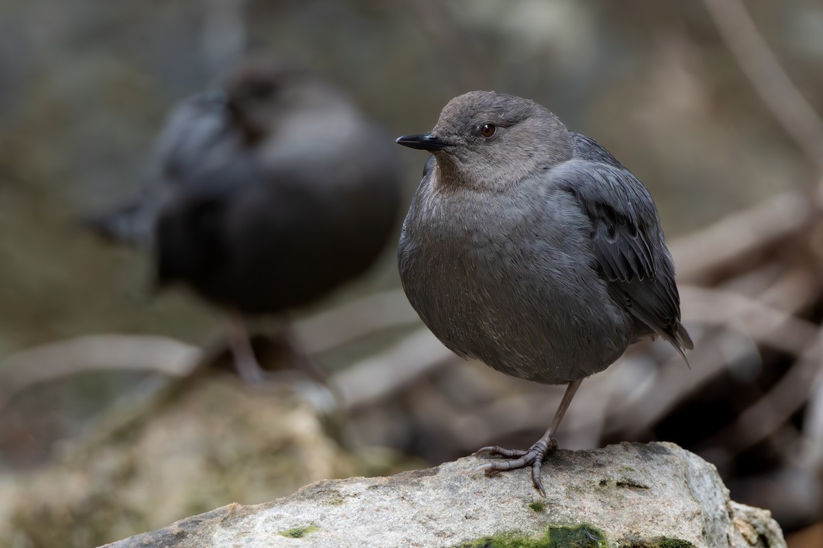 American Dipper - ML632865222