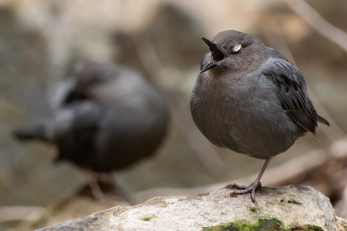 American Dipper - ML632865227