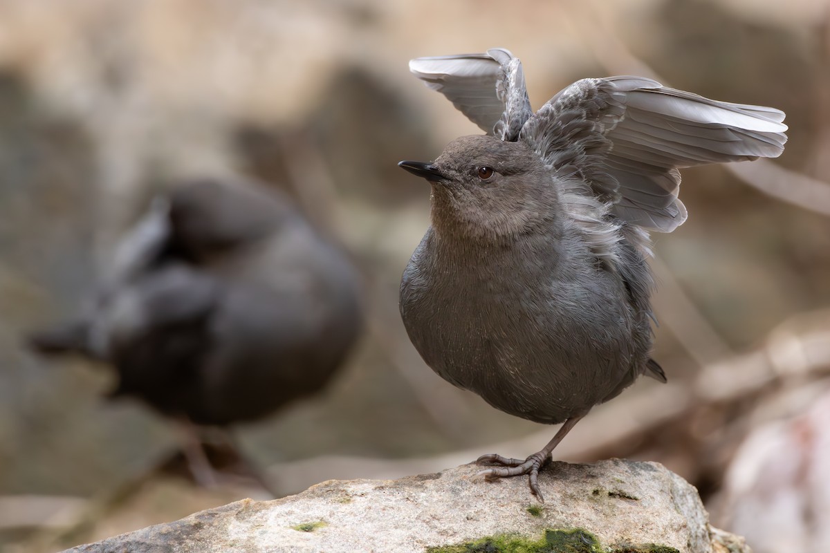 American Dipper - ML632865231