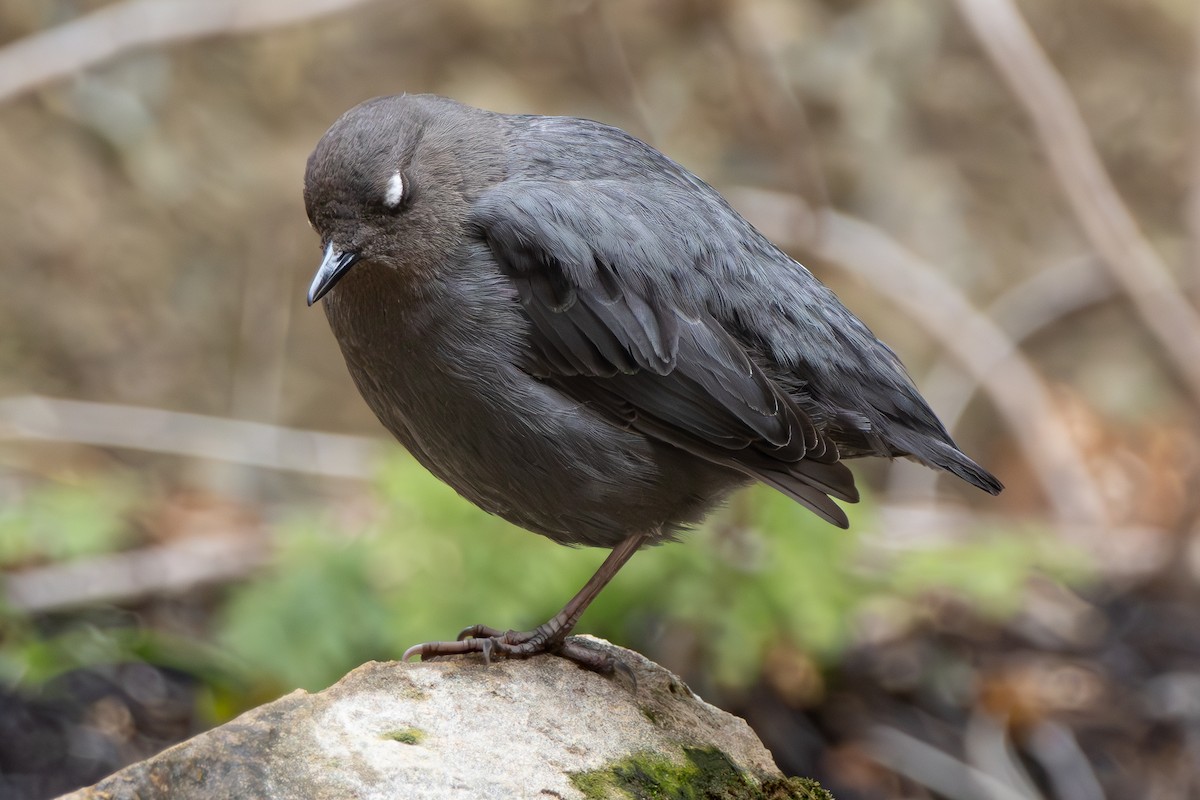 American Dipper - ML632865236