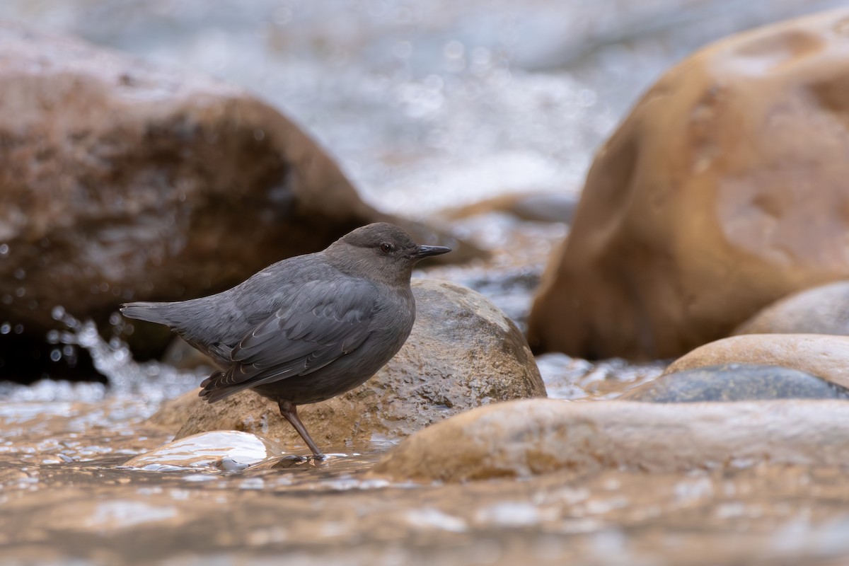 American Dipper - ML632865244