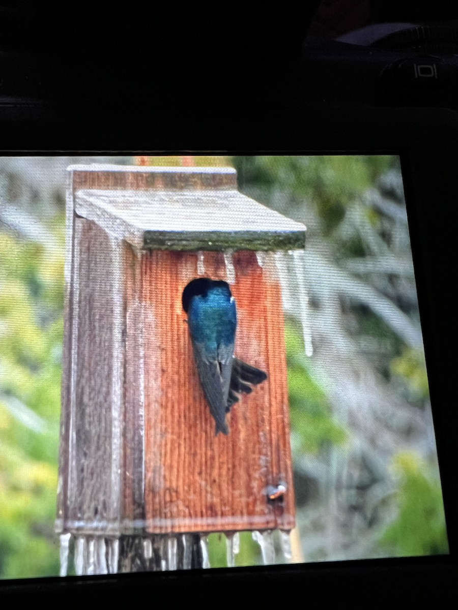 Tree Swallow - ML632865277