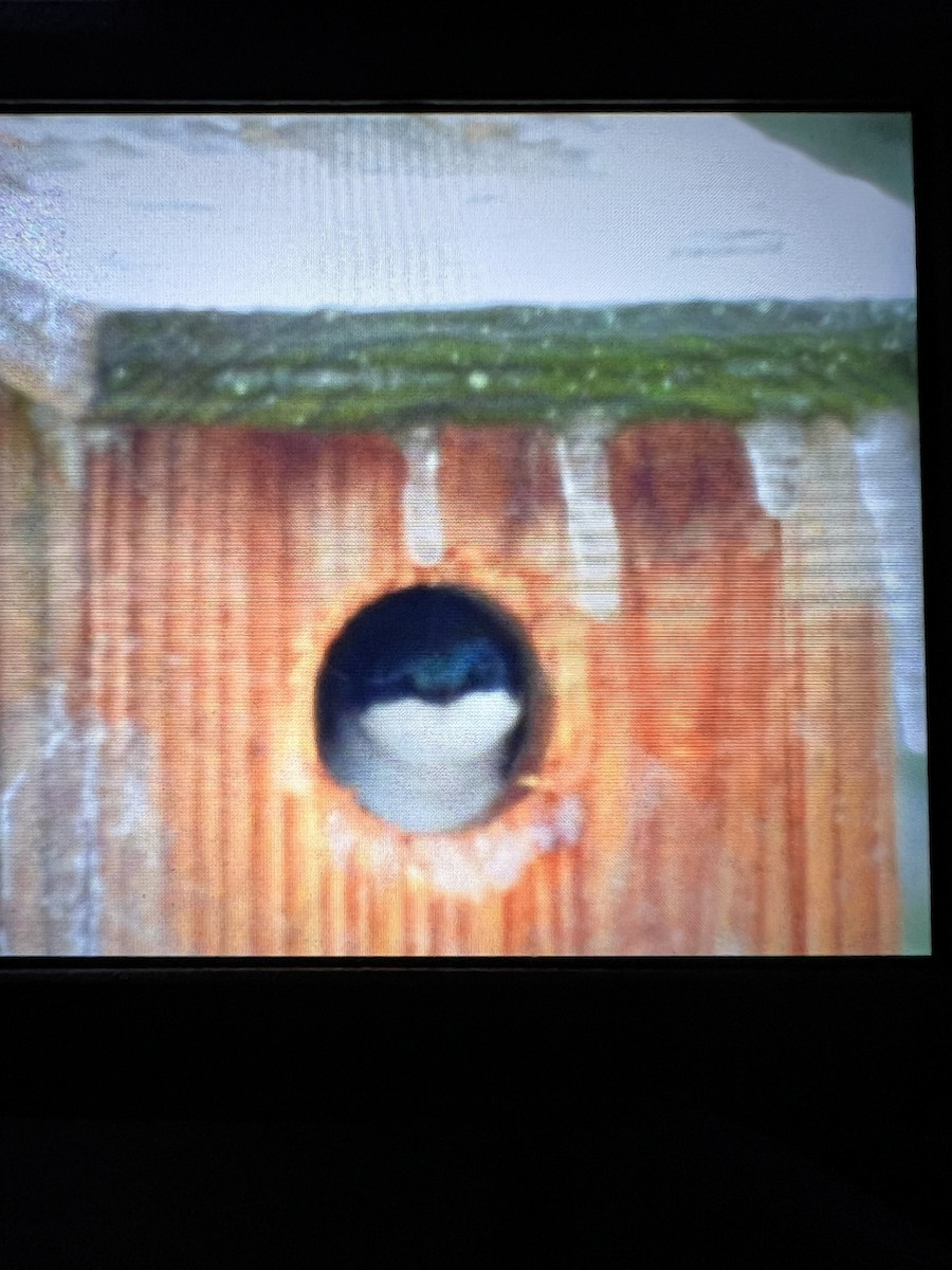 Tree Swallow - ML632865278
