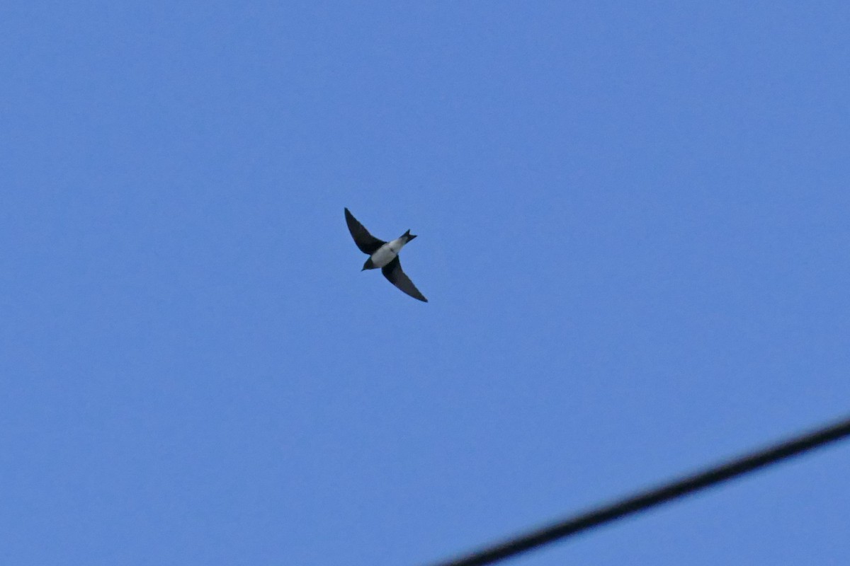 Gray-breasted Martin - ML632865383