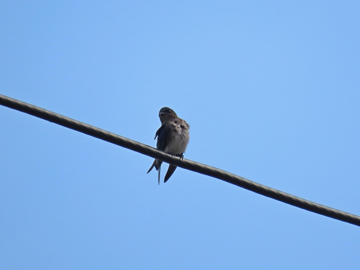 Gray-breasted Martin - ML632865385