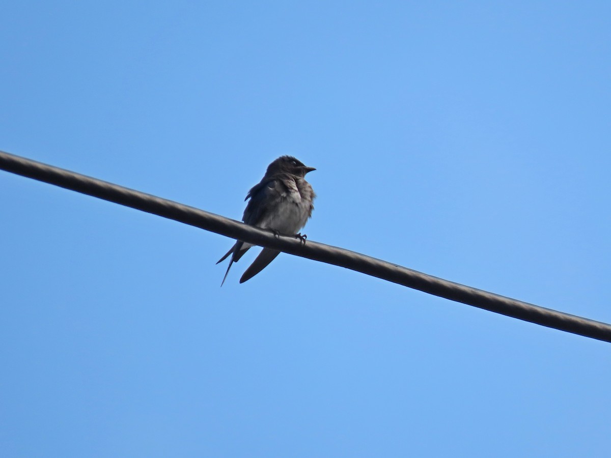 Gray-breasted Martin - ML632865386