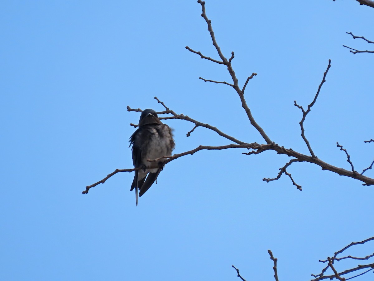 Gray-breasted Martin - ML632865387