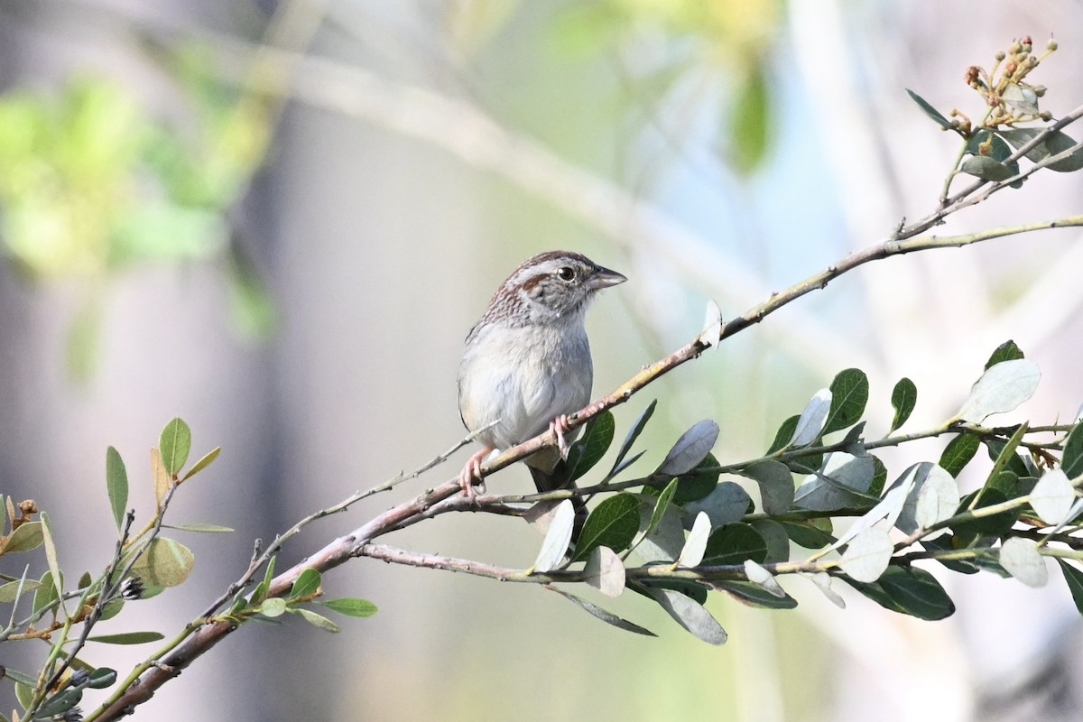 Bachman's Sparrow - ML632865410