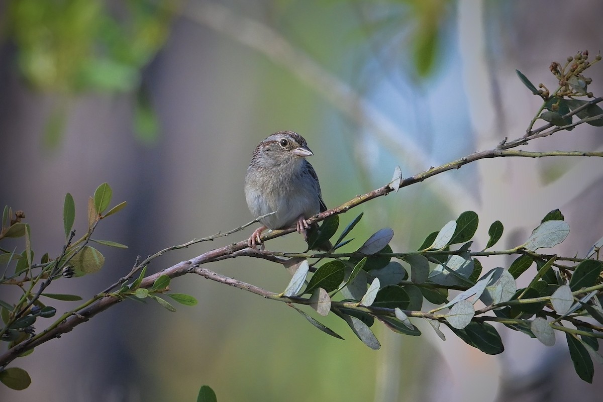 Bachman's Sparrow - ML632865413