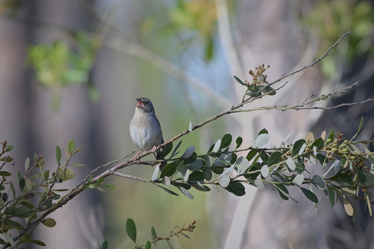Bachman's Sparrow - ML632865421