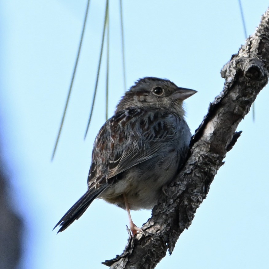 Bachman's Sparrow - ML632865451