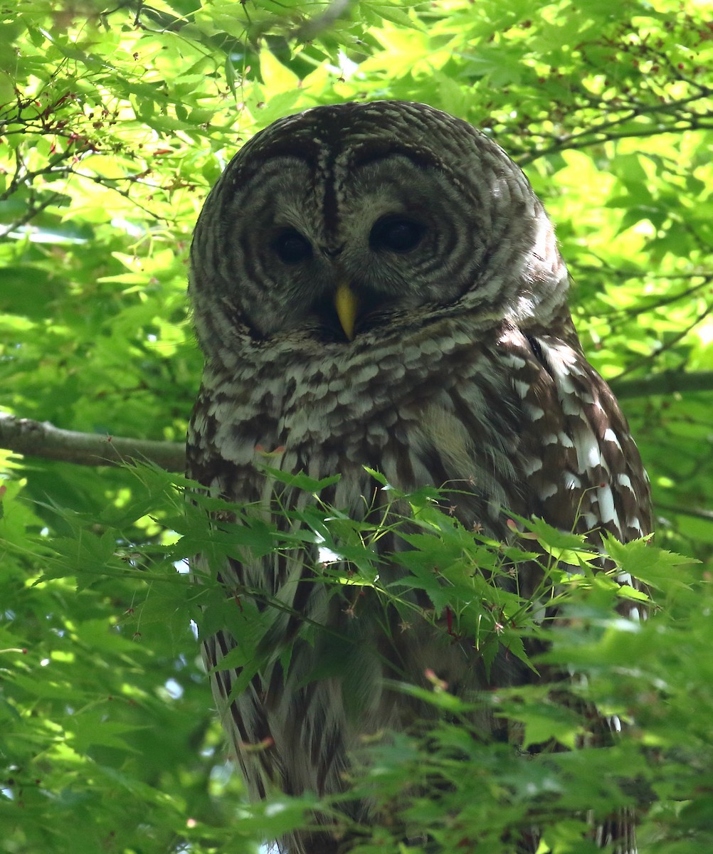 Barred Owl - ML632865562