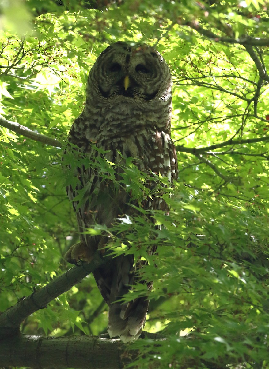 Barred Owl - ML632865563