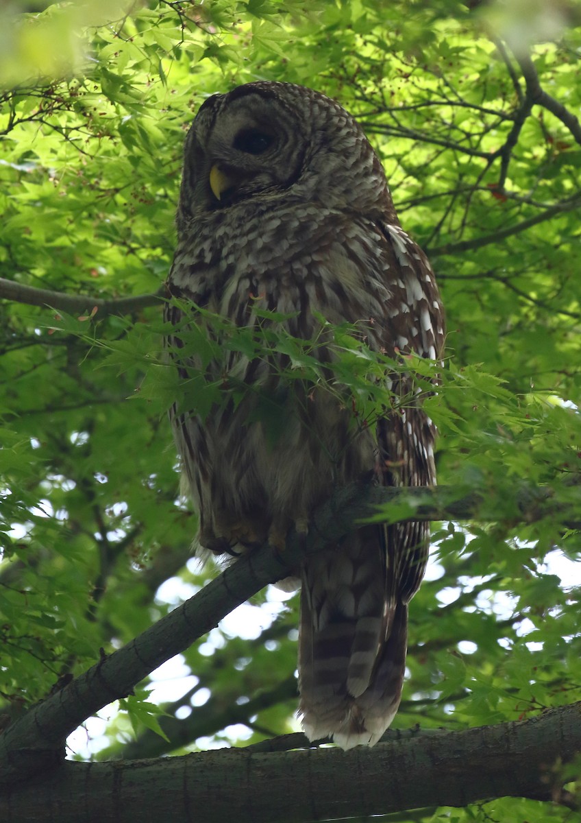 Barred Owl - ML632865564