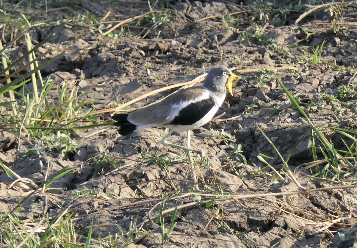 Ak Tepeli Kızkuşu - ML632866060