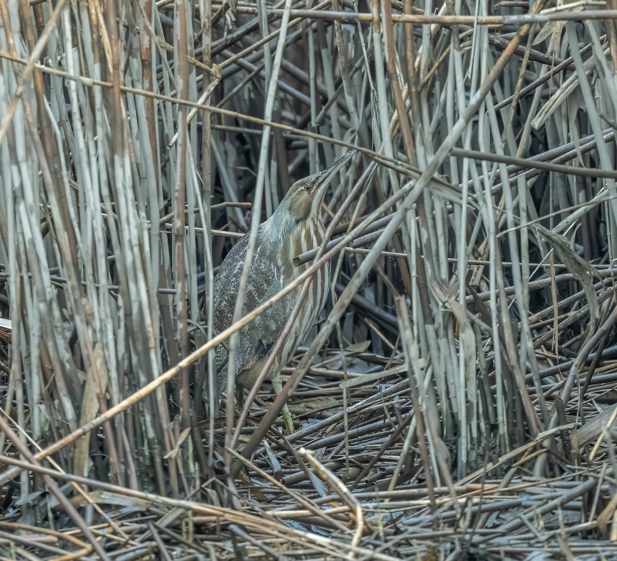 bukač severoamerický - ML632866111