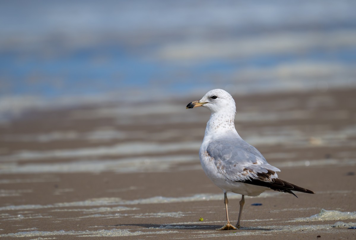 Ring-billed Gull - ML632866275