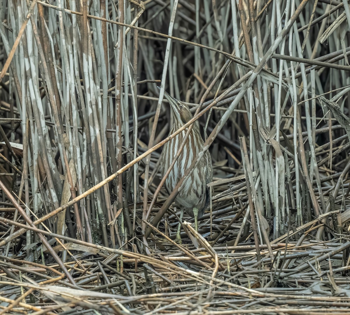 bukač severoamerický - ML632866529